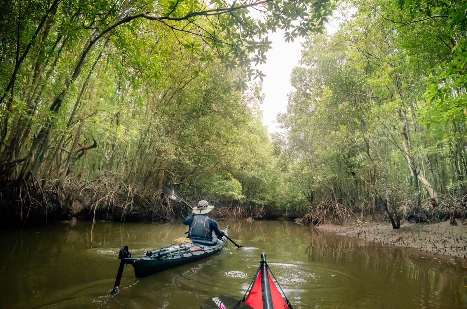 Mangrove Kayaking
